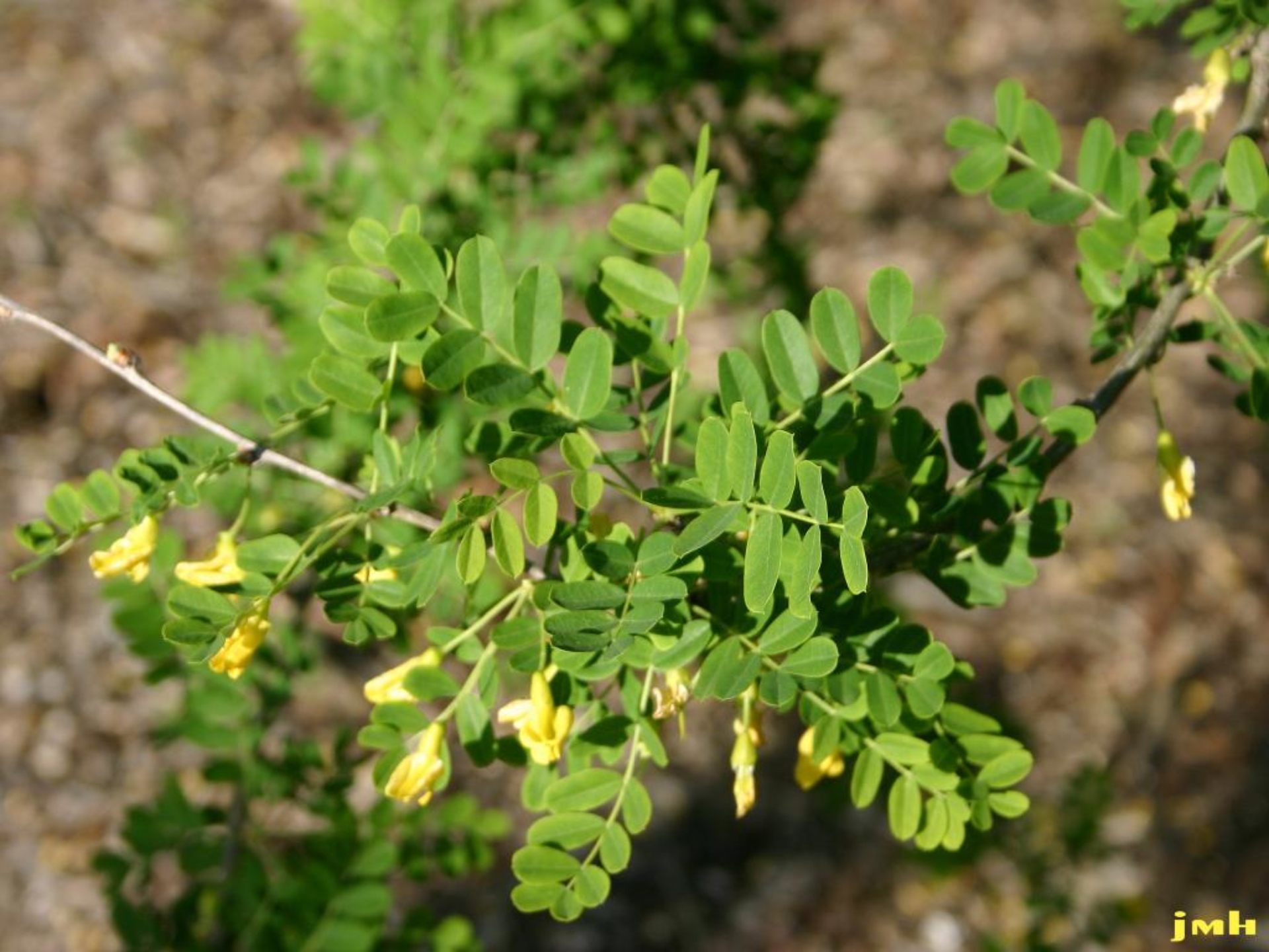 Siberian Pea Tree 10 Seeds Caragana arborescens Bright green leaves& flowers 