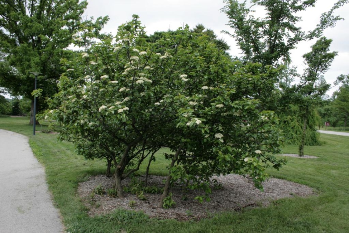 Viburnum rufidulum (Southern Blackhaw), habit, spring