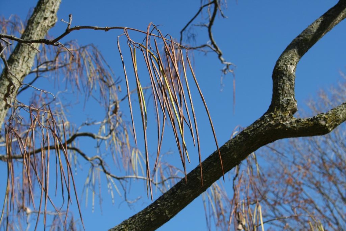 Catalpa ×erubescens Carr. (hybrid catalpa), fruit