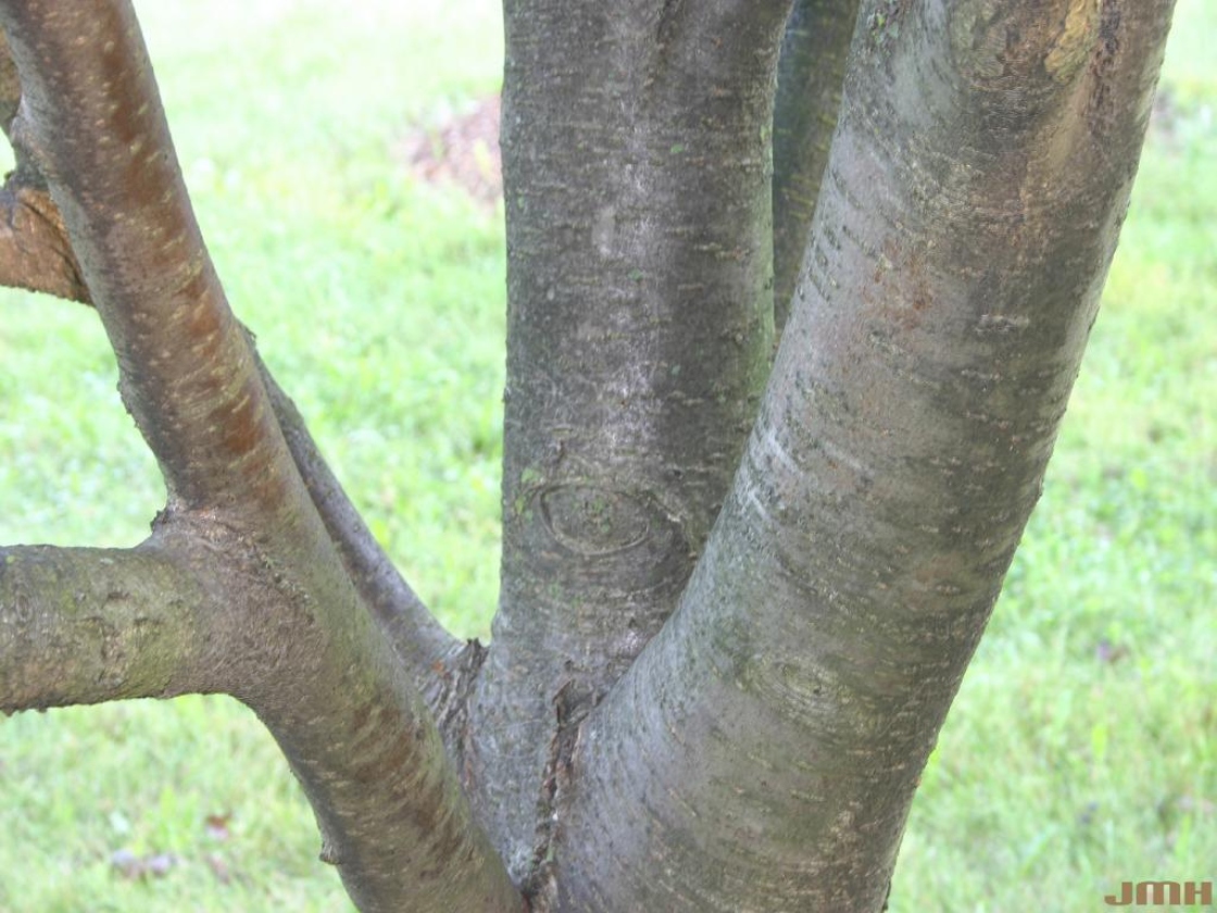 Sorbus aucuparia L. (European mountain-ash), bark