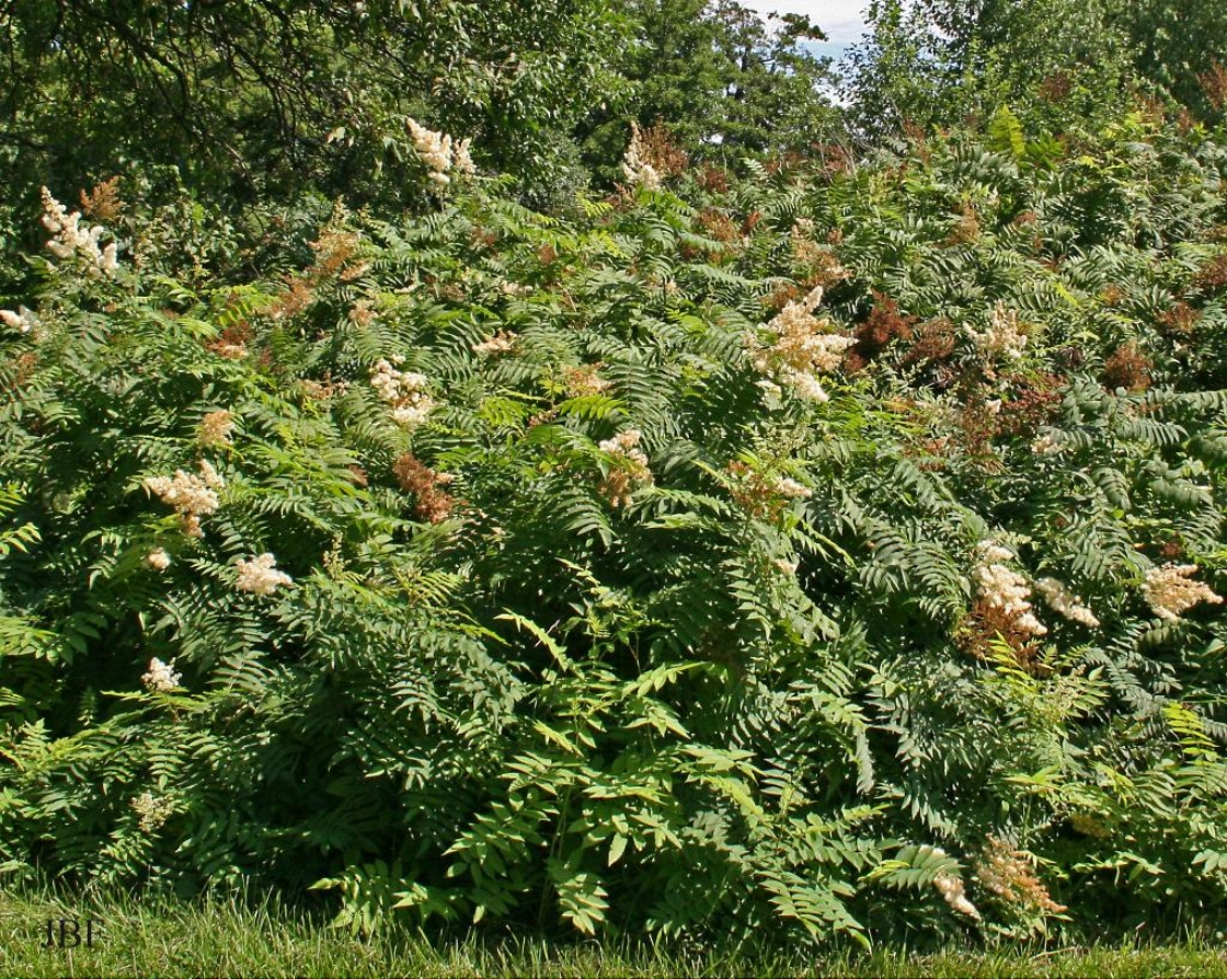 False-spirea | The Morton Arboretum