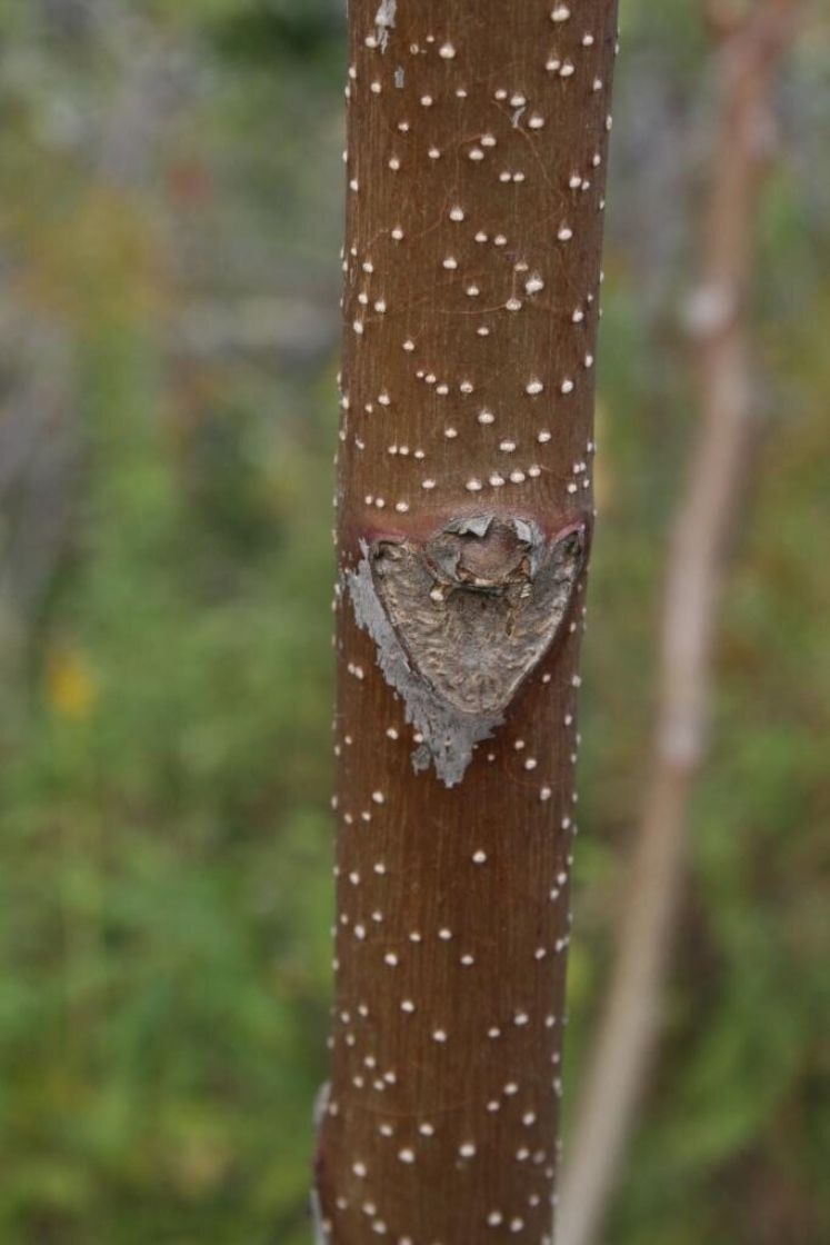 Ailanthus altissima (Tree Of Heaven), bud, lateral