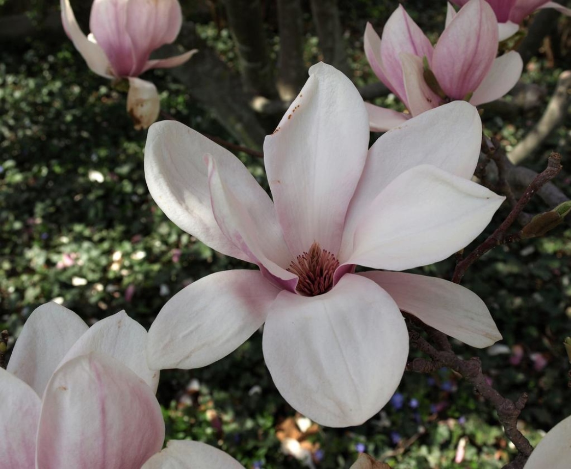 saucer magnolia | the morton arboretum