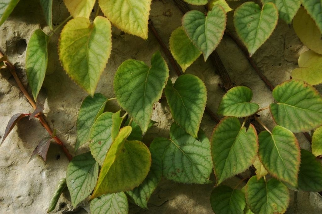 Schizophragma hydrangeoides ‘Moonlight’ (Moonlight Japanese hydrangea-vine), leaves