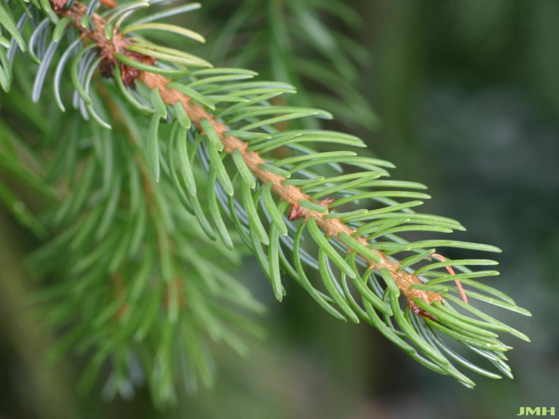 Serbian spruce | The Morton Arboretum