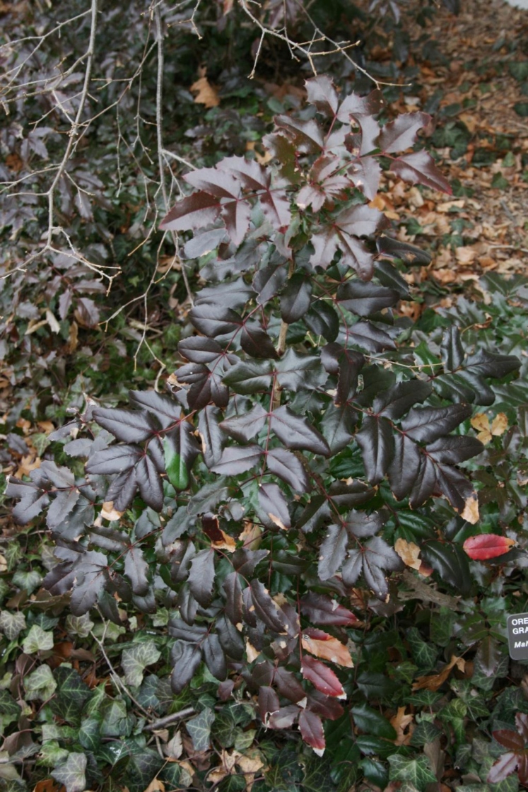 Berberis aquifolium (Oregon Grape-holly), habit, spring