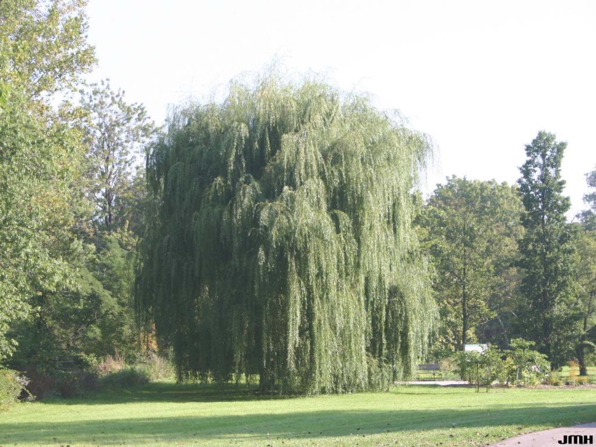 Golden weeping willow The Morton Arboretum