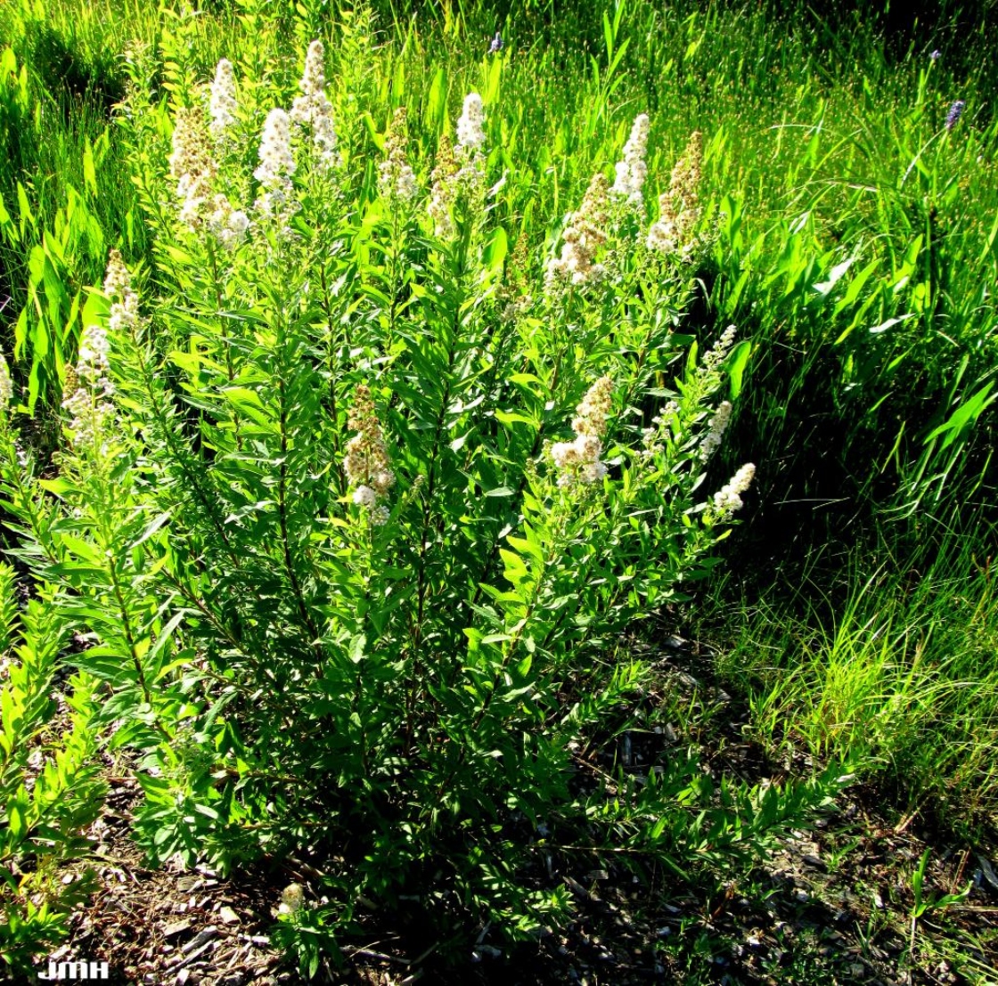 Spiraea alba Du Roi (meadowsweet), growth habit