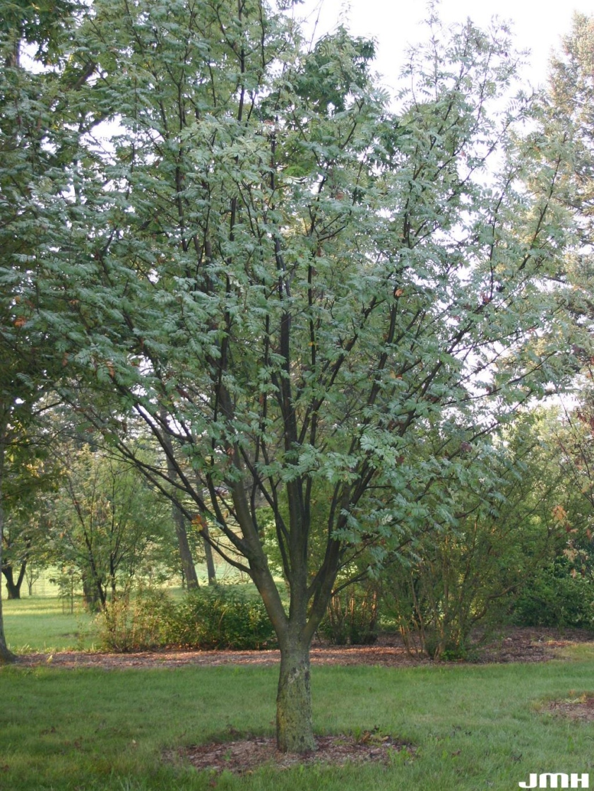 European Mountain Ash The Morton Arboretum   71543 Ca Object Representations Media 44619 Large 0x1120 C Default 