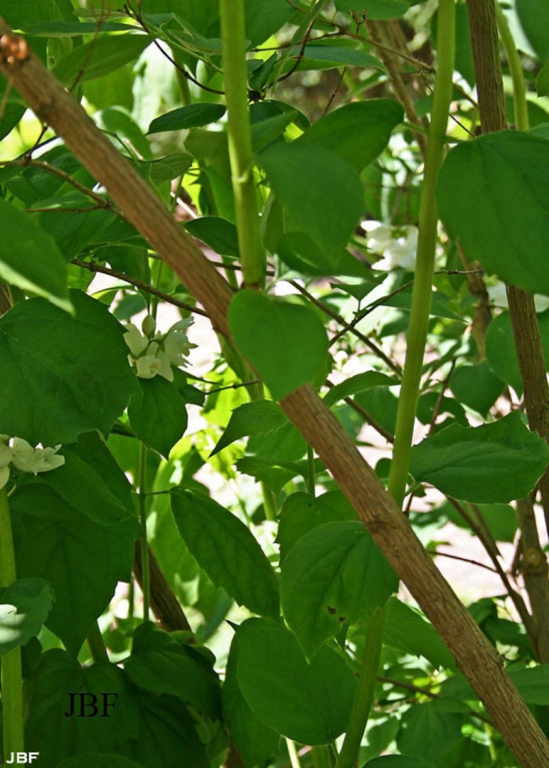 Philadelphus x virginalis ‘Minnesota Snowflake’ (Minnesota Snowflake virginal mock-orange), bark