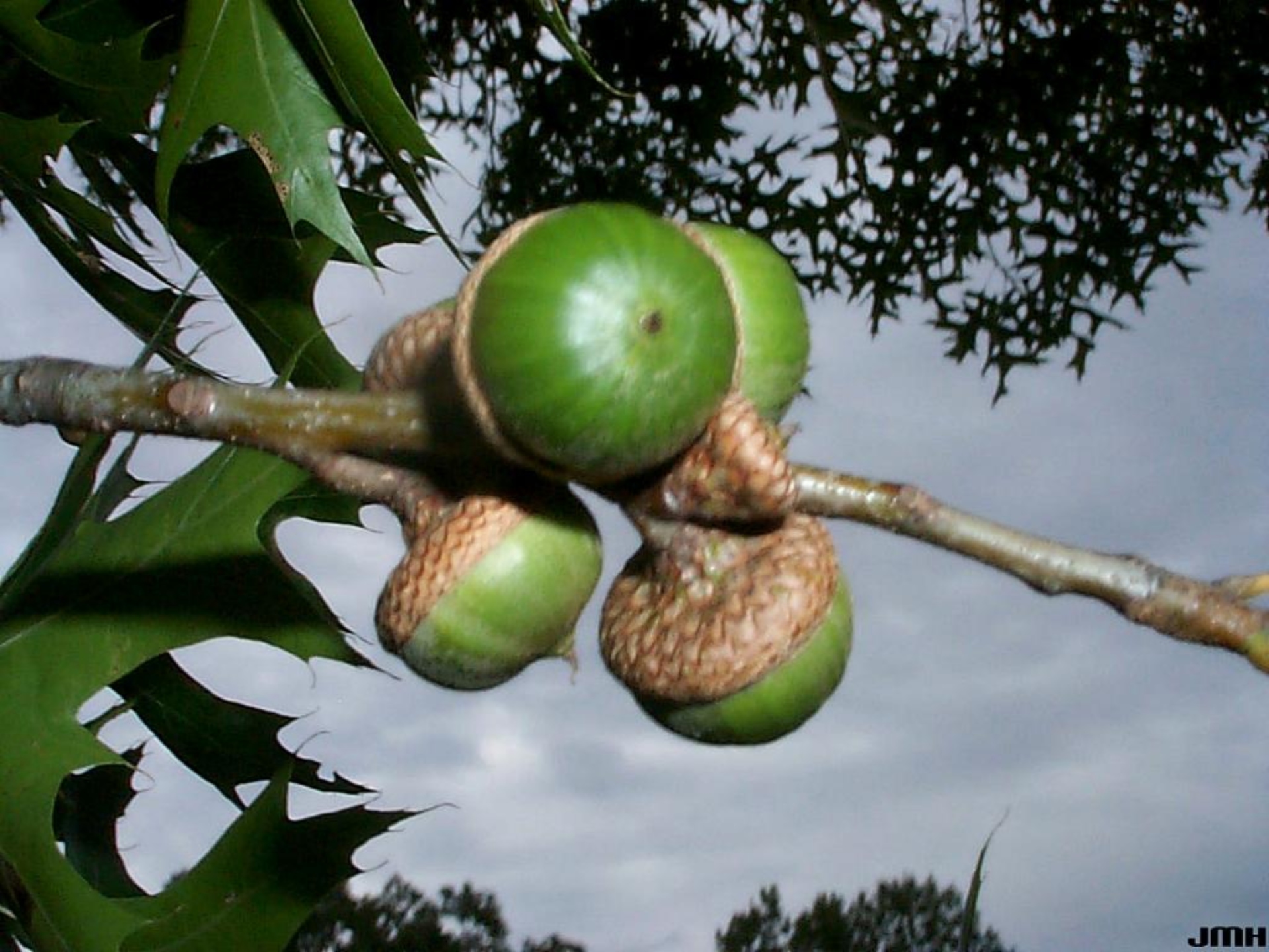Pin oak The Morton Arboretum