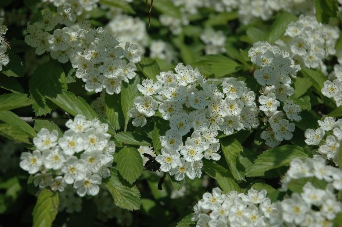 Crataegus punctata Jacq. (dotted hawthorn), flowers, full