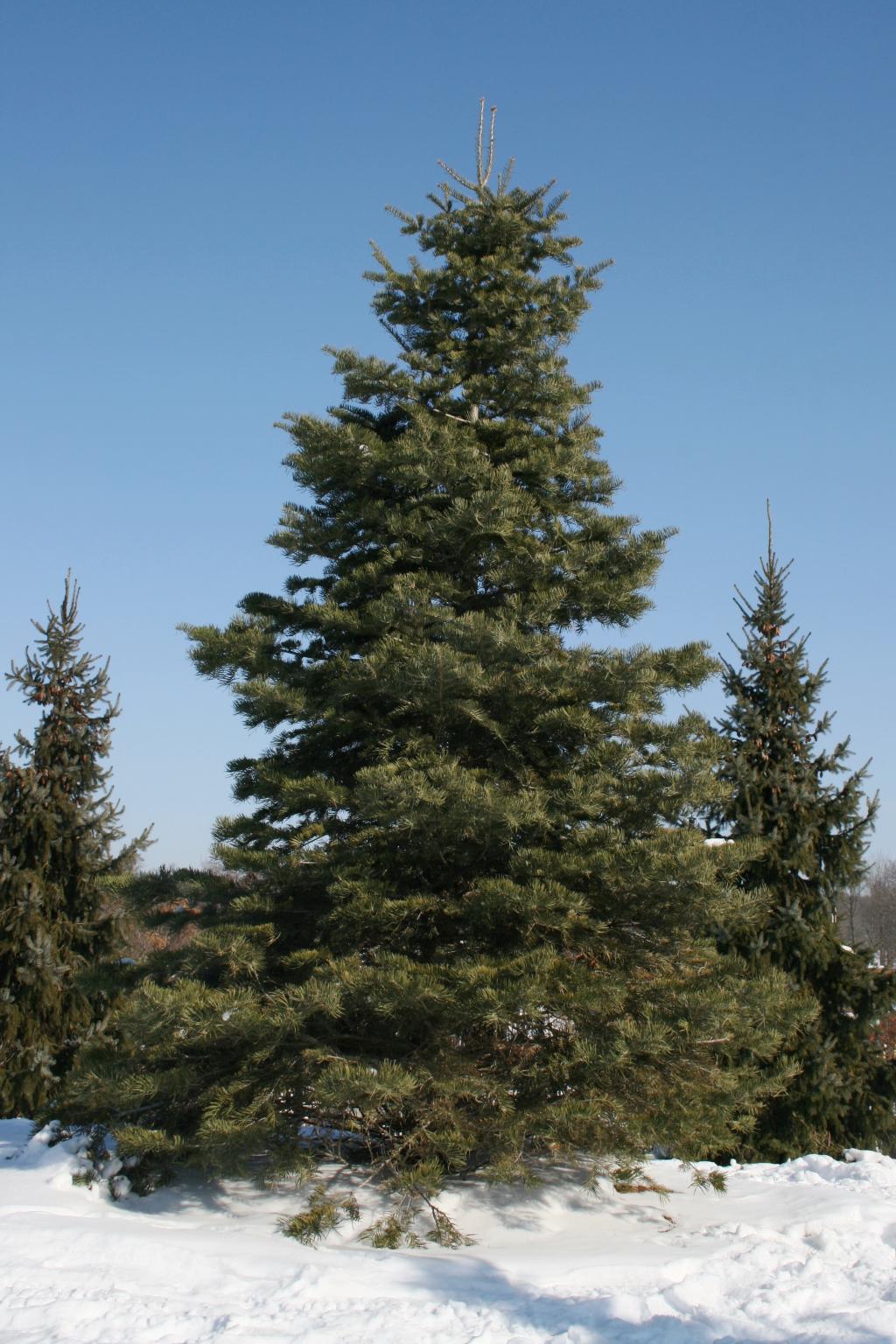 Abies concolor (White Fir), habit, winter