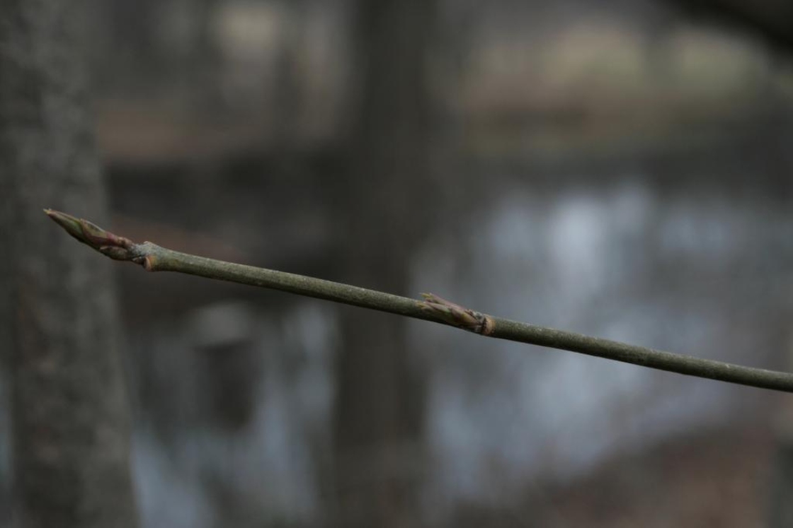 Euonymus atropurpureus (Wahoo), bark, twig, bud, terminal