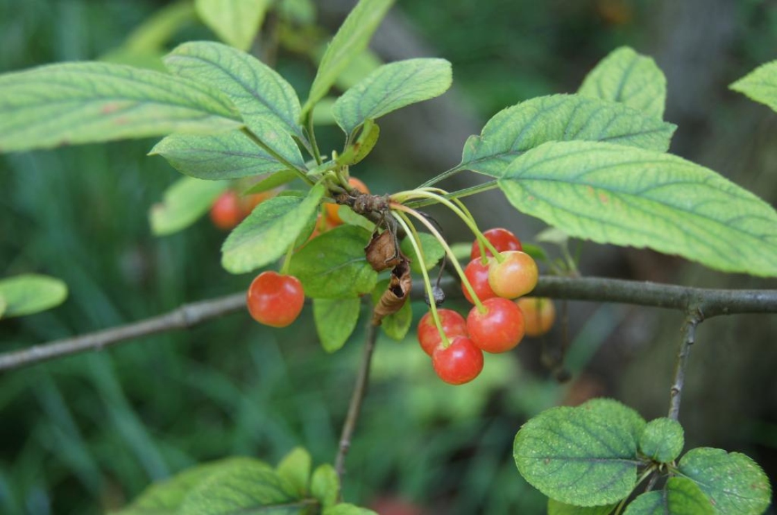 Malus sargentii (Sargent's Crabapple), infructescence