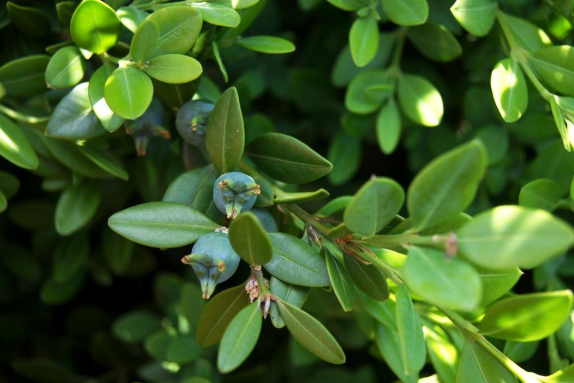Buxus 'Green Mountain' (Green Mountain Boxwood), fruit, immature