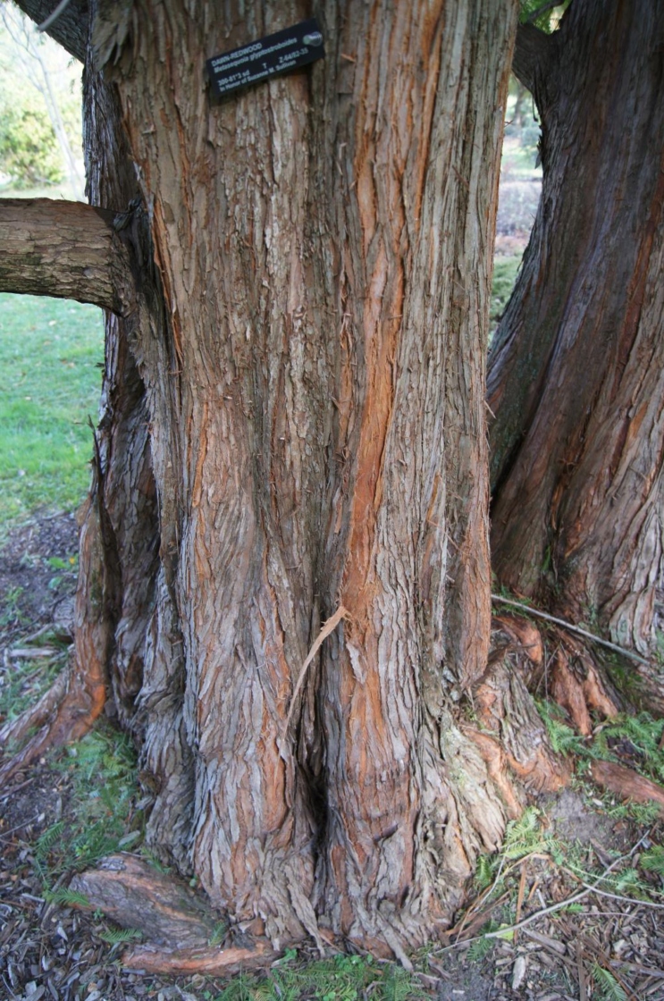 Metasequoia glyptostroboides (Dawn-redwood), bark, trunk