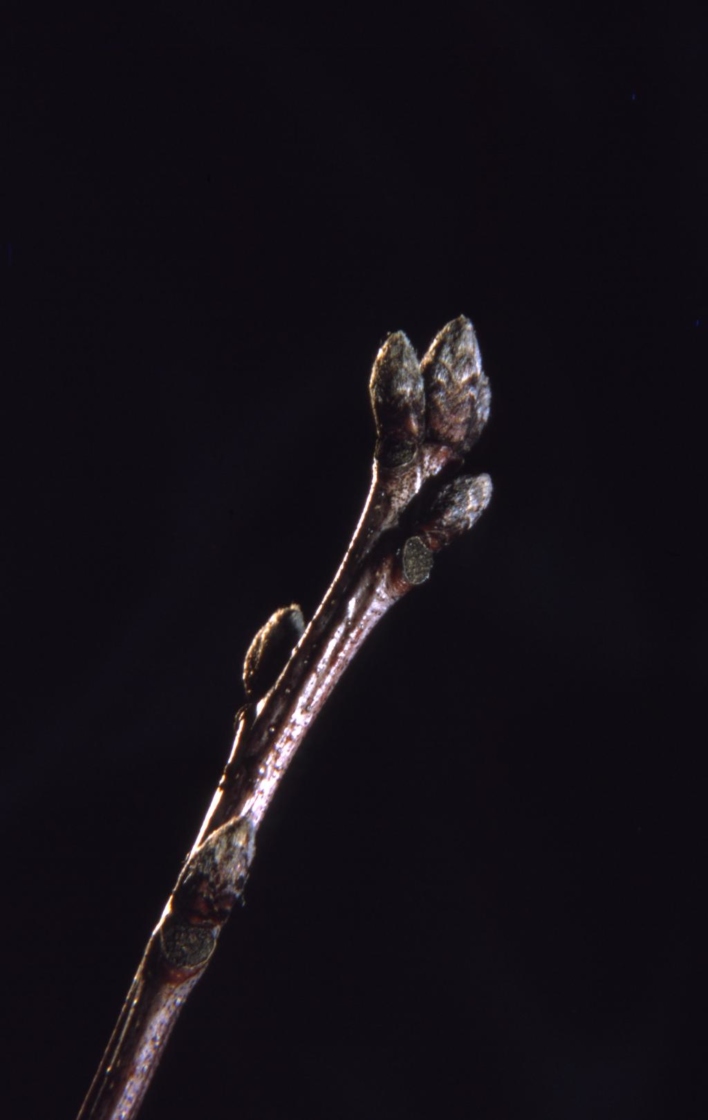 Quercus coccinea  (scarlet oak), bud detail