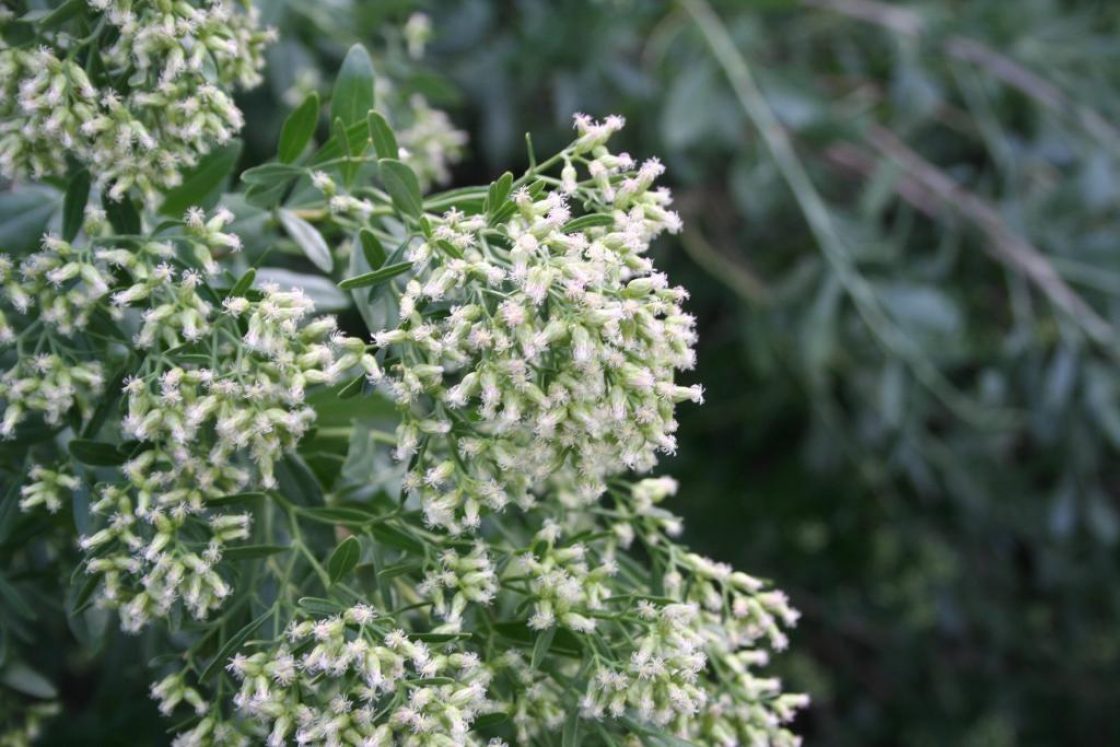 Baccharis halimifolia L. (groundsel-tree), flowers