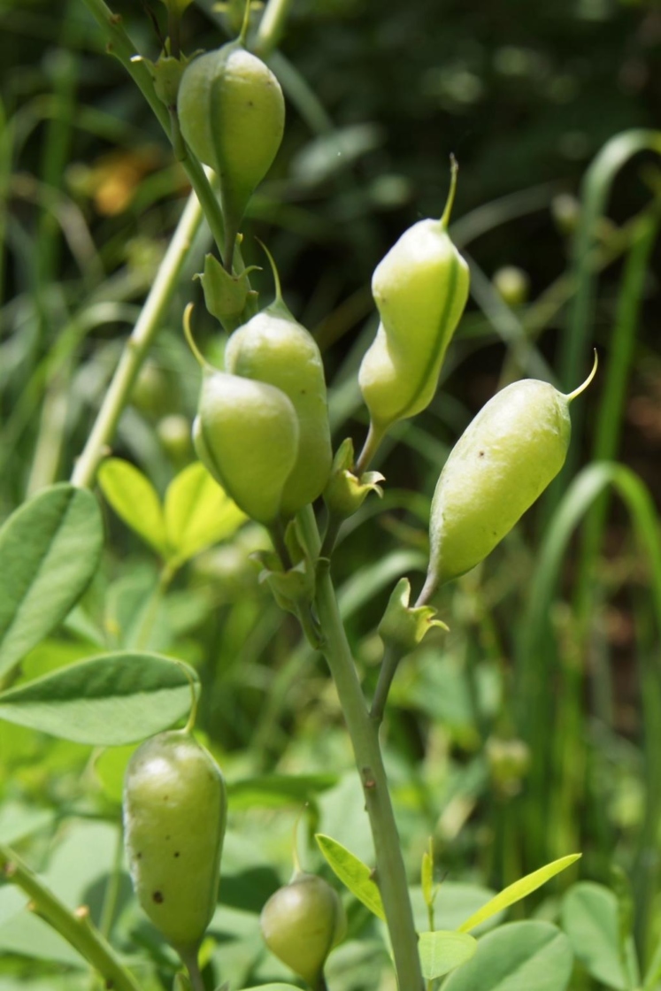 Baptisia 'Solar Flare' (PRAIRIEBLUES™ series Solar Flare False Indigo PP20408), fruit, immature