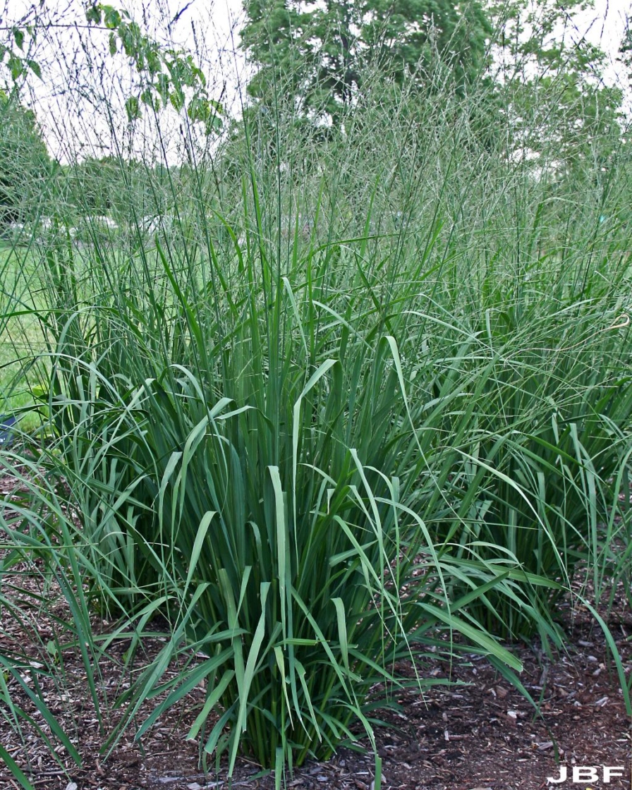 Molinia caerulea ssp. arundinacea ‘Skyracer’ (Skyracer purple moor grass), growth habit