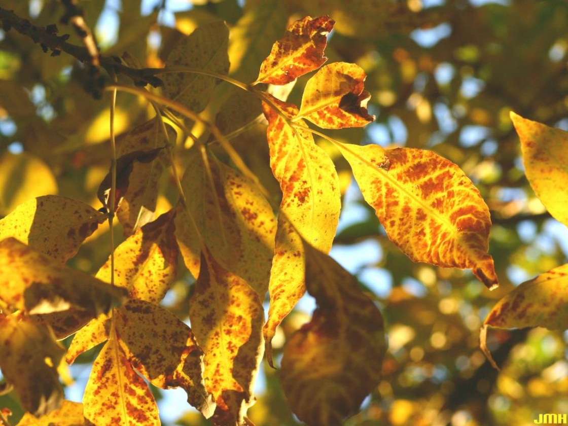 Fraxinus pennsylvanica Marsh. (red ash), leaves, fall color