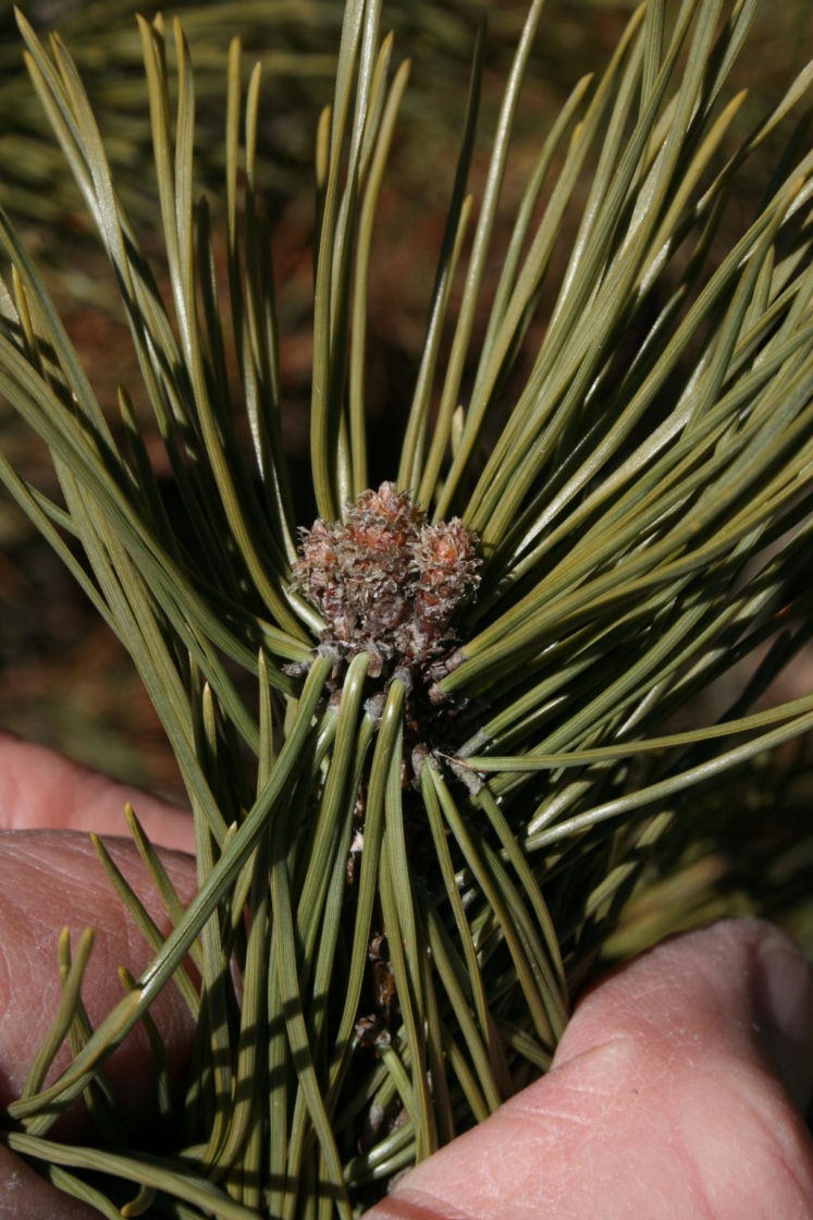 Pinus mugo mugo (Mugo Pine), bud, terminal
