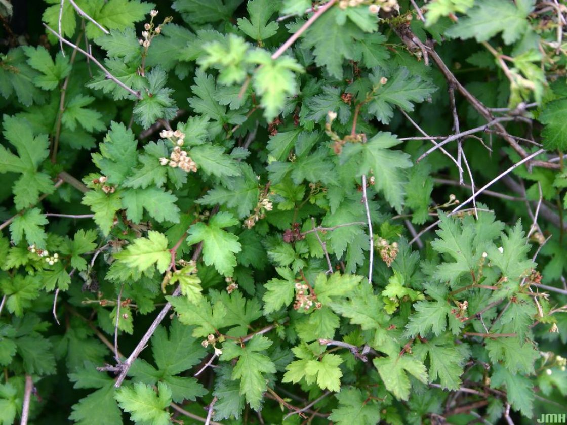 Stephanandra incisa ‘Crispa’ (dwarf cut-leaved stephanandra), leaves and fruit
