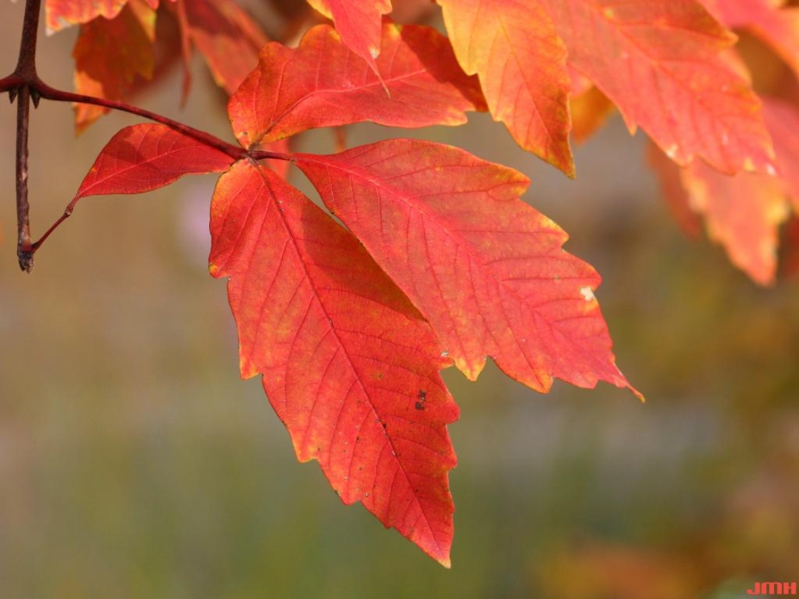 Acer ‘Ginzam’ (maple – GINGERBREAD™), leaves, fall color