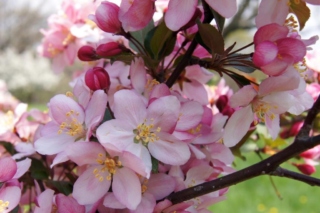 Malus 'Camzam' (CAMELOT® Crabapple), flower, full