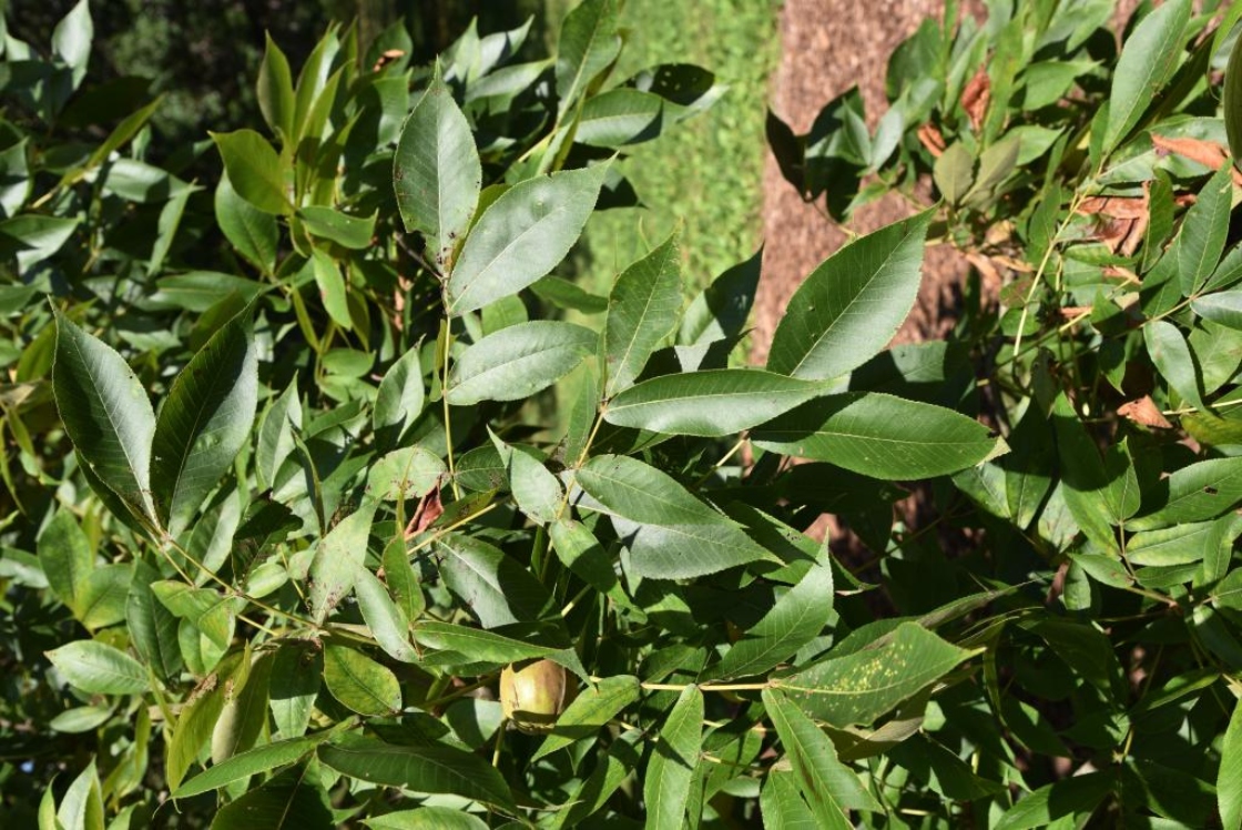 Carya laciniosa (Shellbark Hickory), leaf, summer