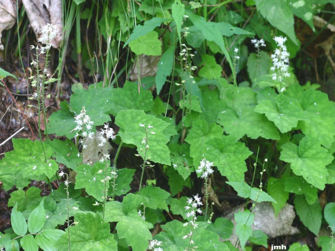 Tiarella cordifolia L. (heart-leaved foamflower), leaves and flowers