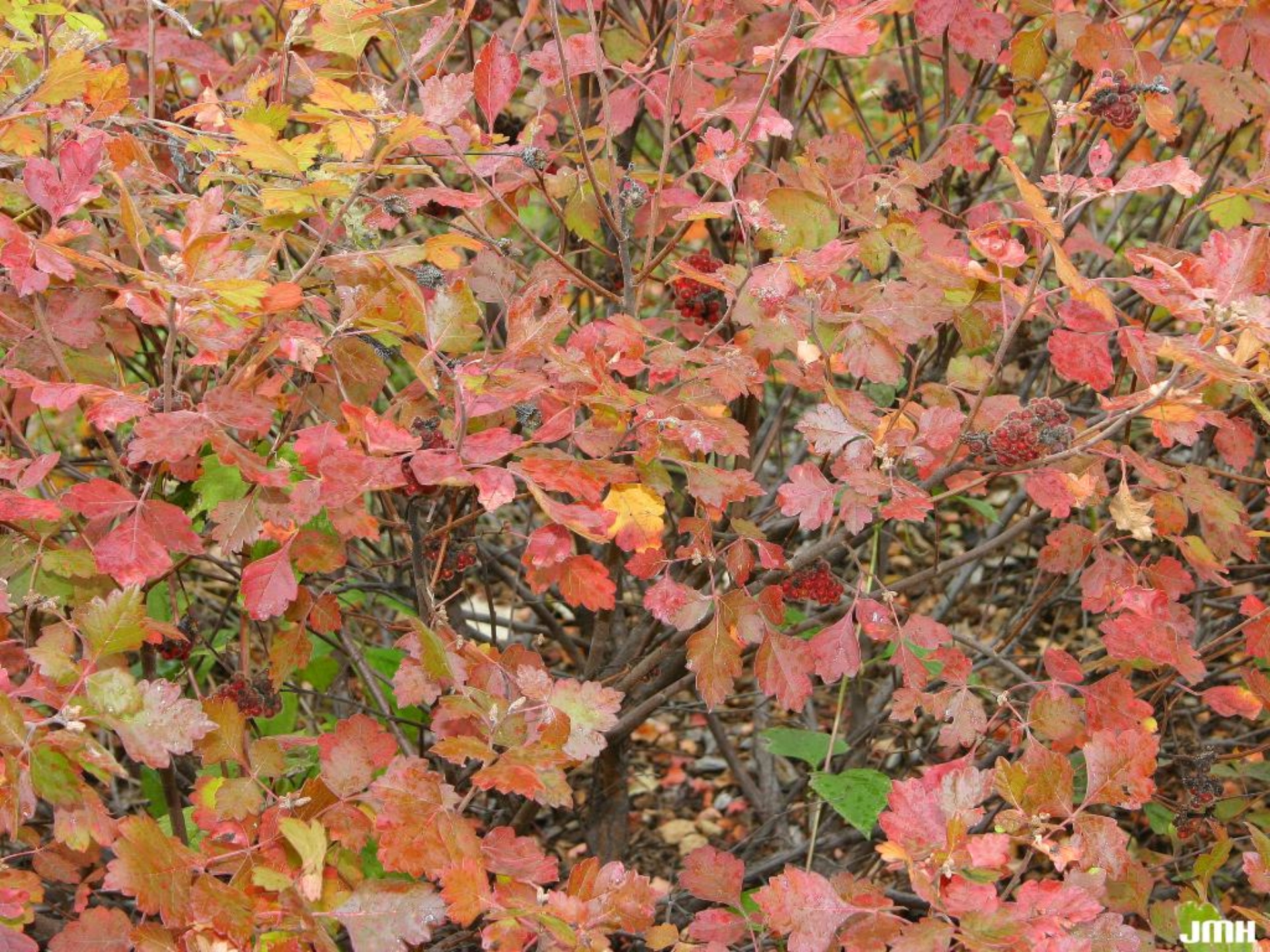 Fragrant sumac The Morton Arboretum