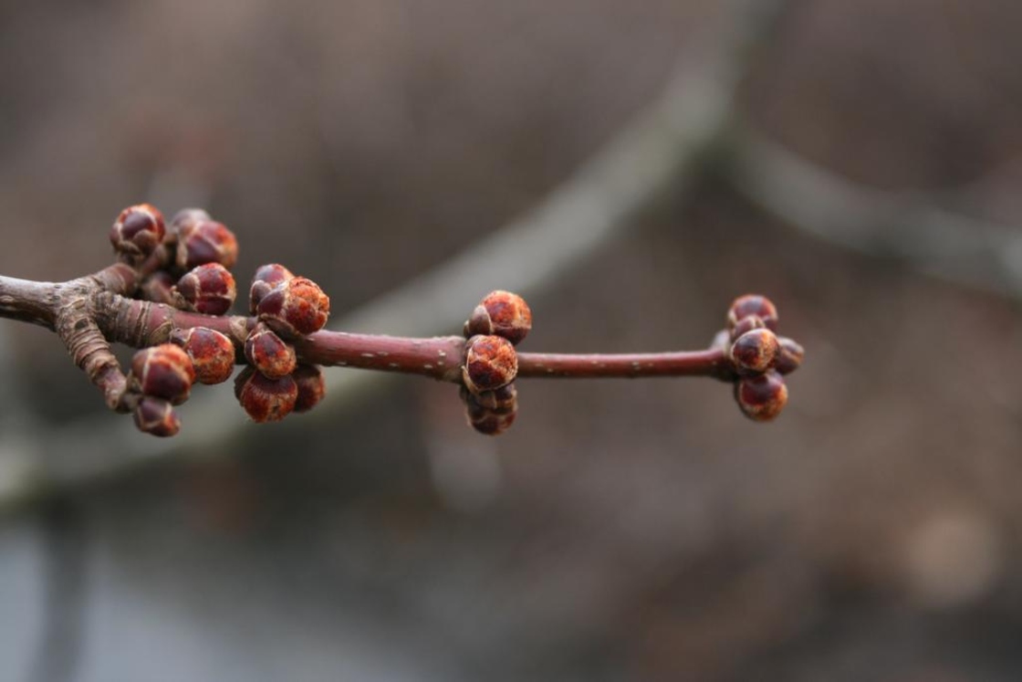 Acer freemanii (Freeman's Maple), bud, flower