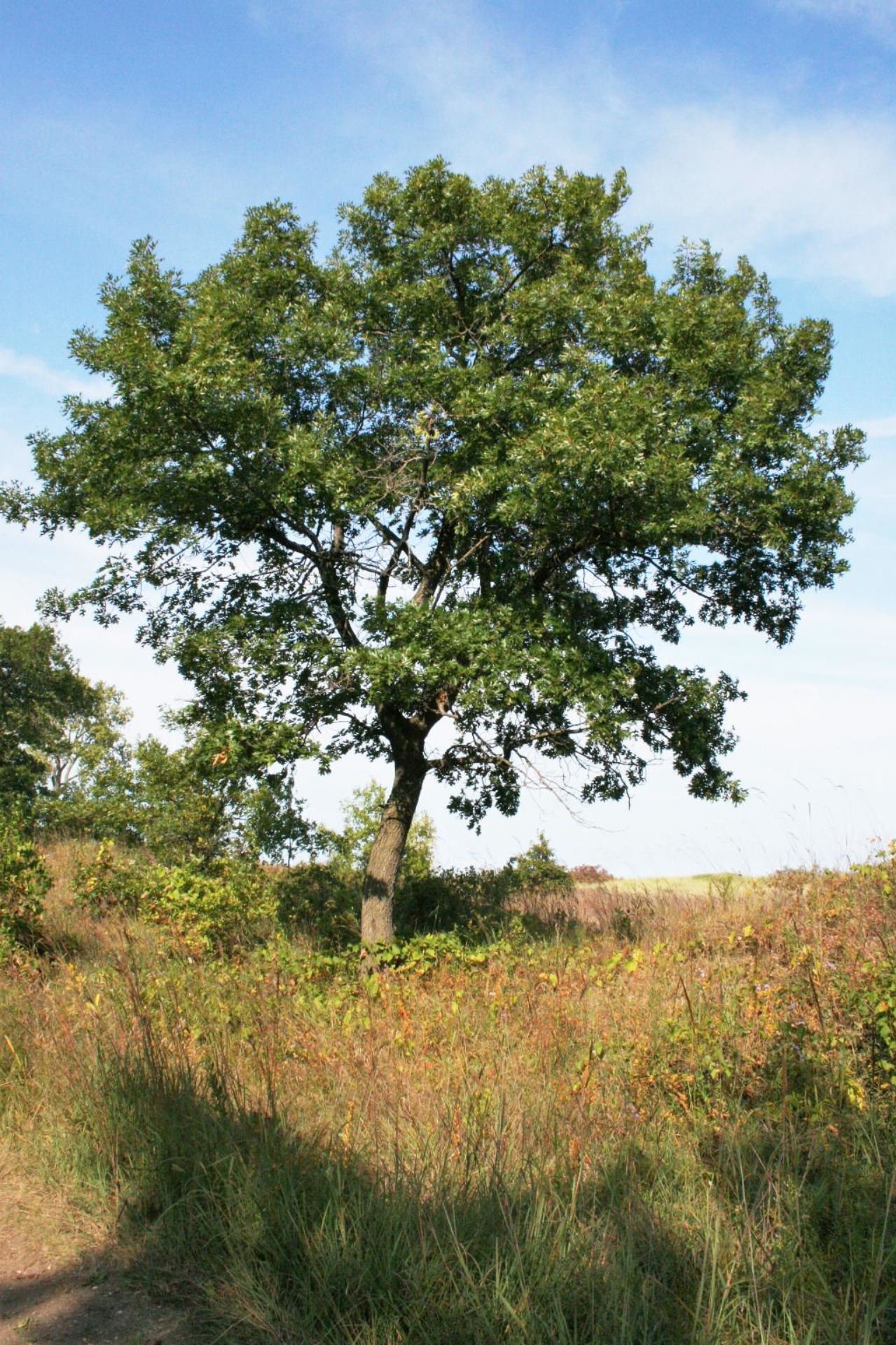 Black oak | The Morton Arboretum