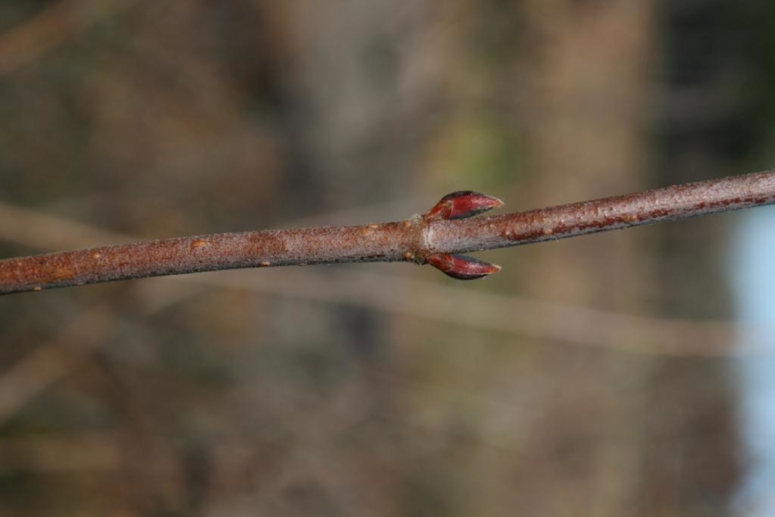 Viburnum acerifolium (Maple-leaved Viburnum), bud, vegetative, bud, lateral