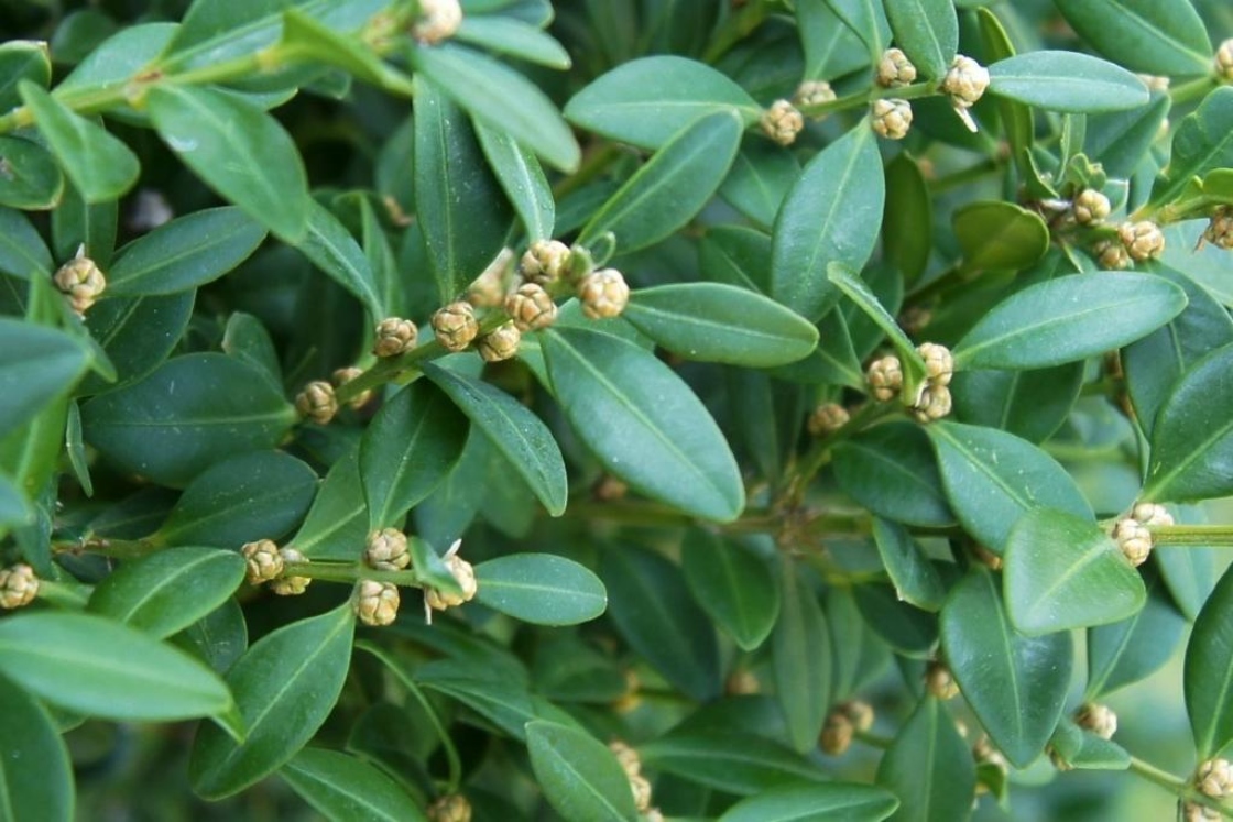 Boxwood hybrids | The Morton Arboretum