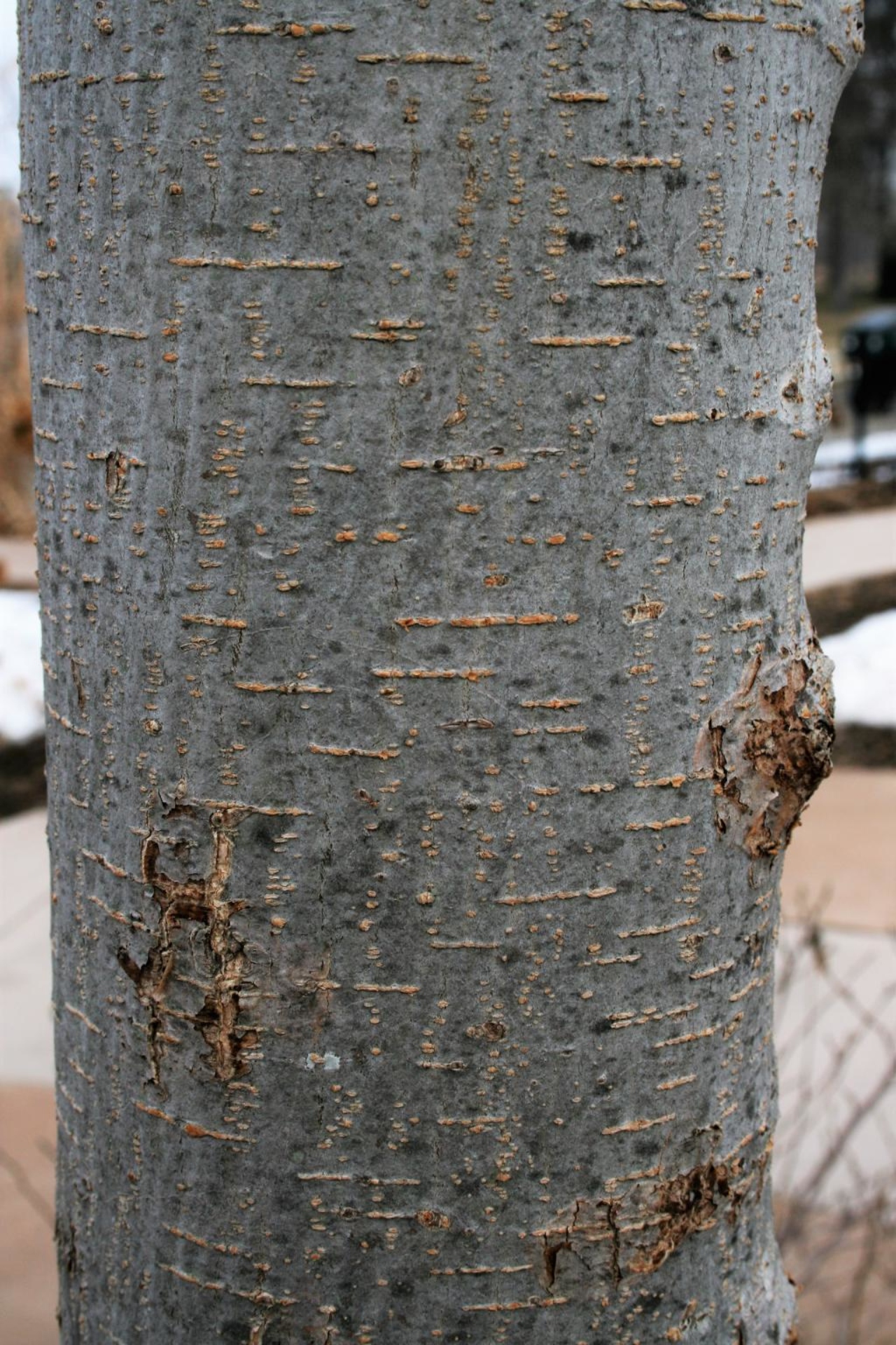 ACCOLADE™ elm | The Morton Arboretum