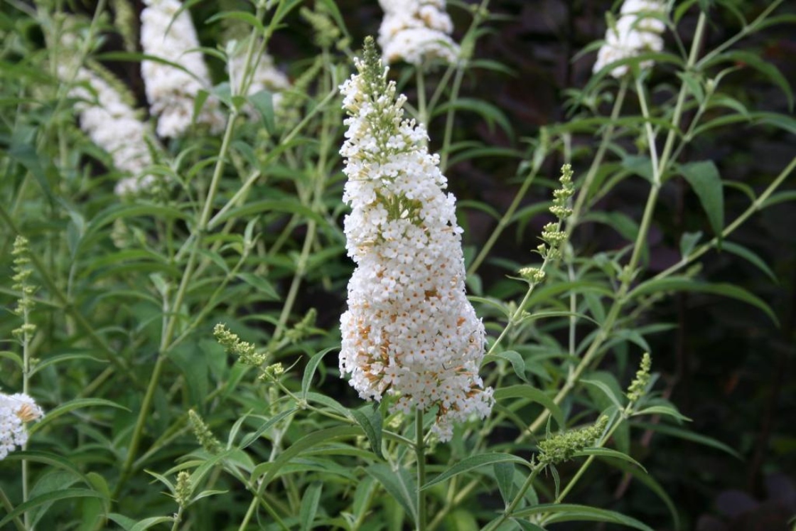 Buddleja davidii ‘White Profusion’ (White Profusion butterfly bush), flowers