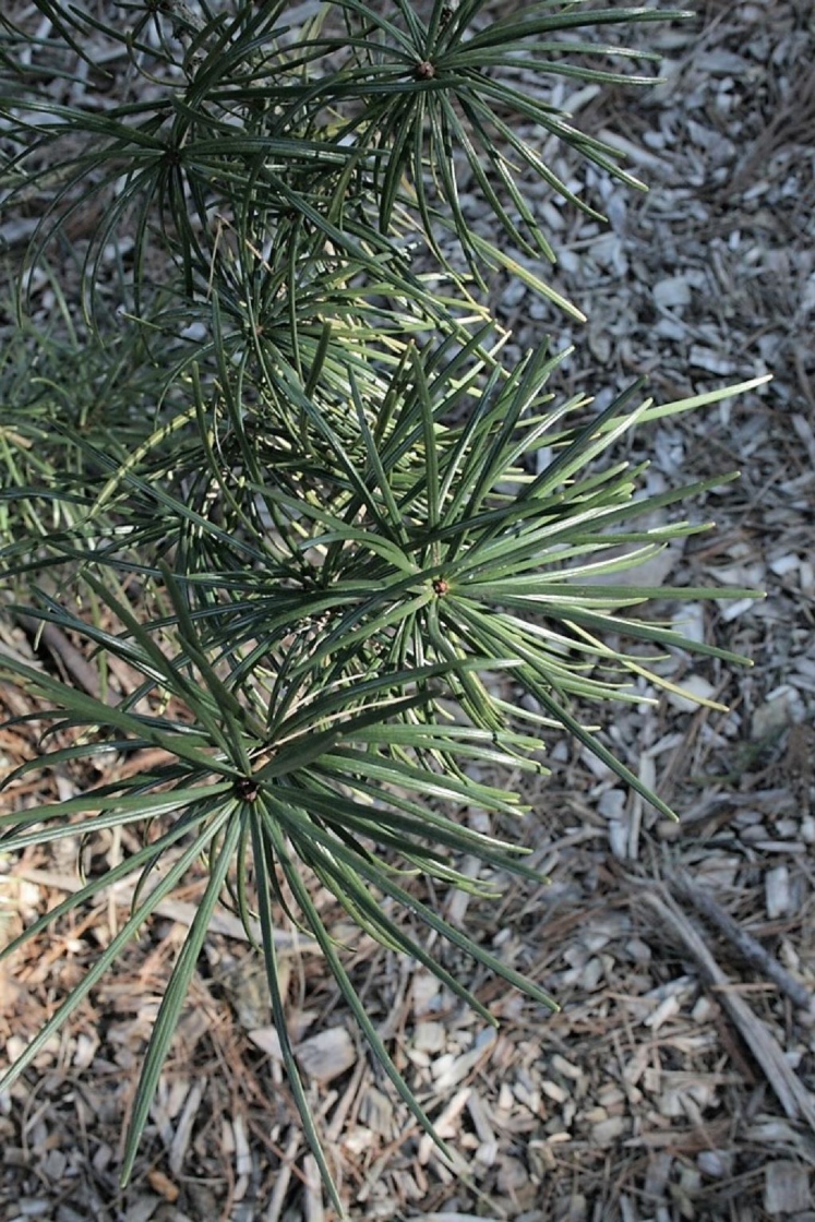 Japanese umbrellapine The Morton Arboretum
