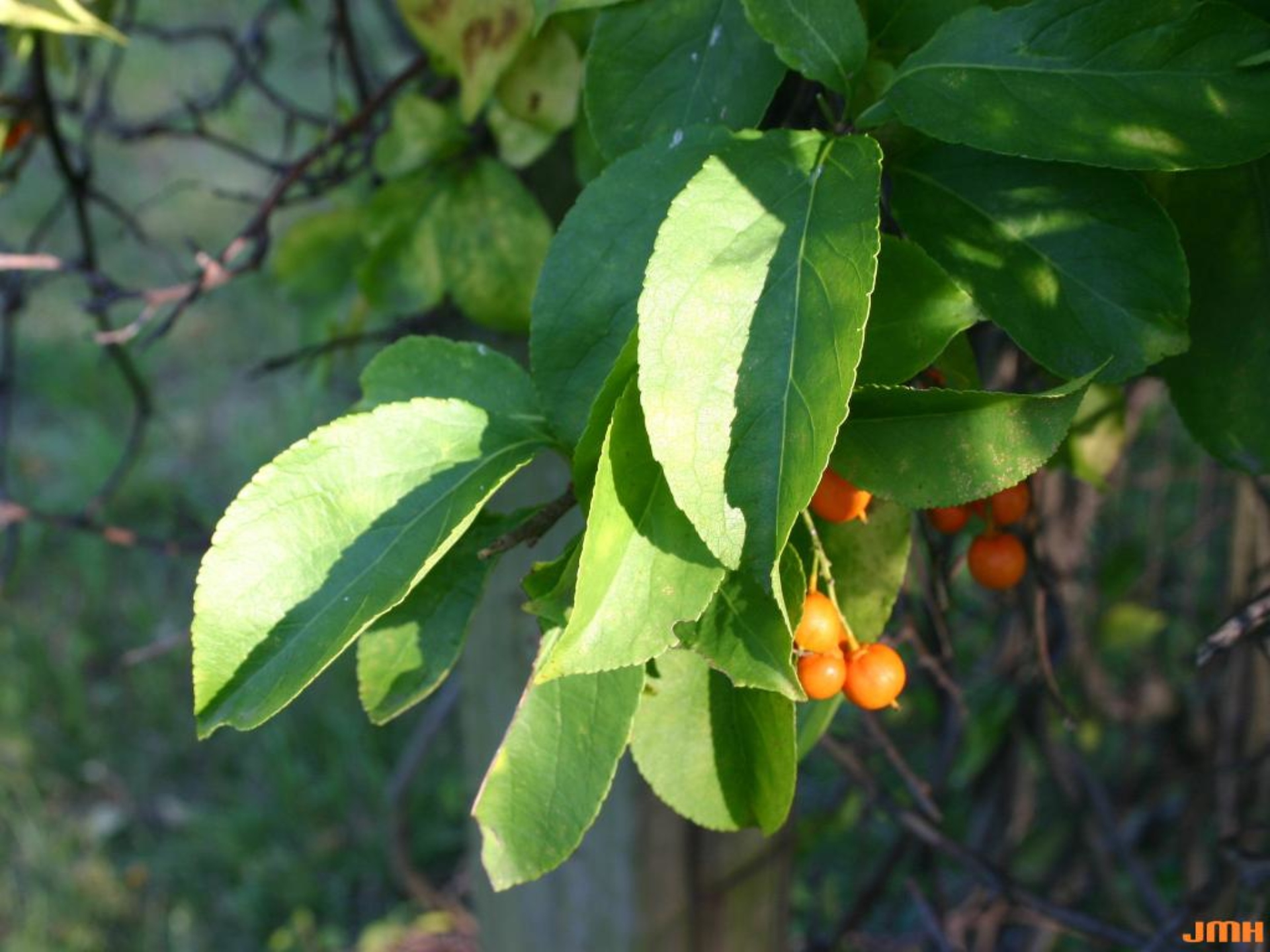 American bittersweet The Morton Arboretum