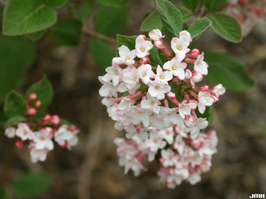 Judd's viburnum The Morton Arboretum