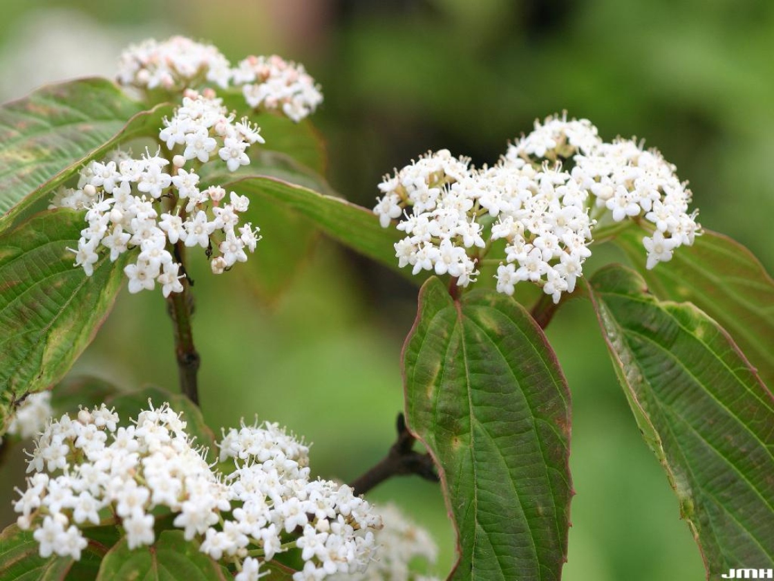 Viburnum setigerum Hance (tea viburnum), inflorescence with flowers with petals, pale stamens and pistiles visible