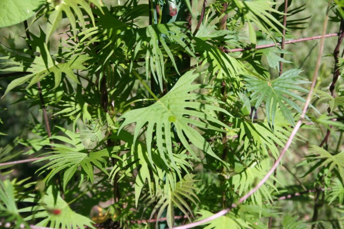 Ipomoea x multifida (cardinal climber), leaves