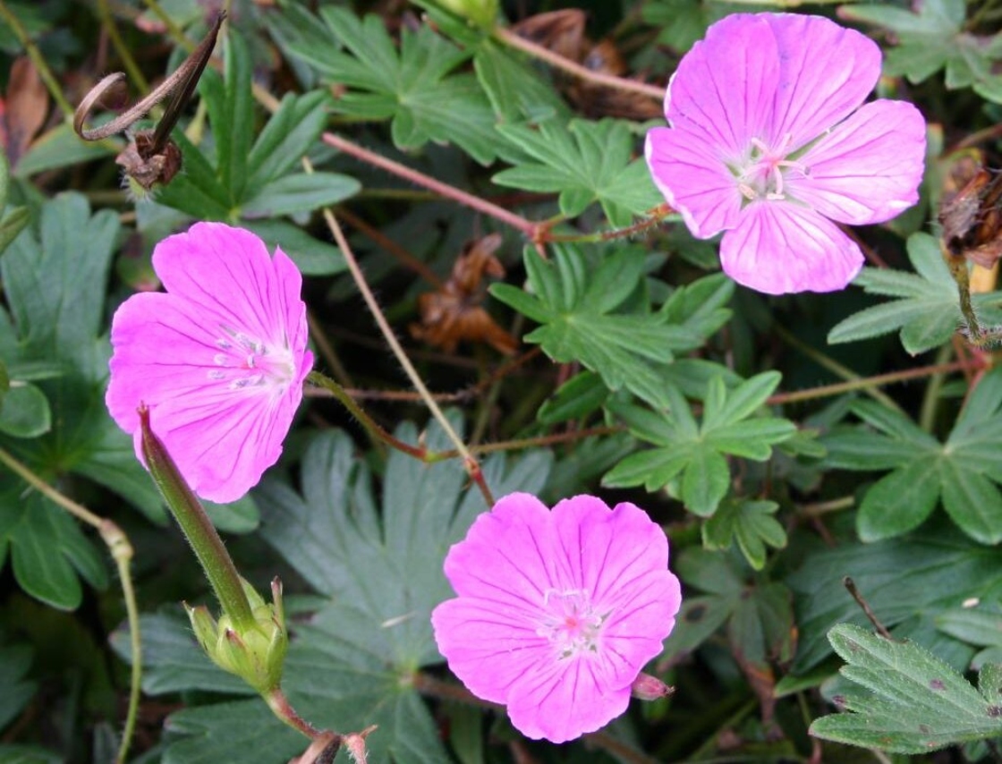Geranium sanguineum 'John Elsley' (John Elsley bloodred geranium), flowers