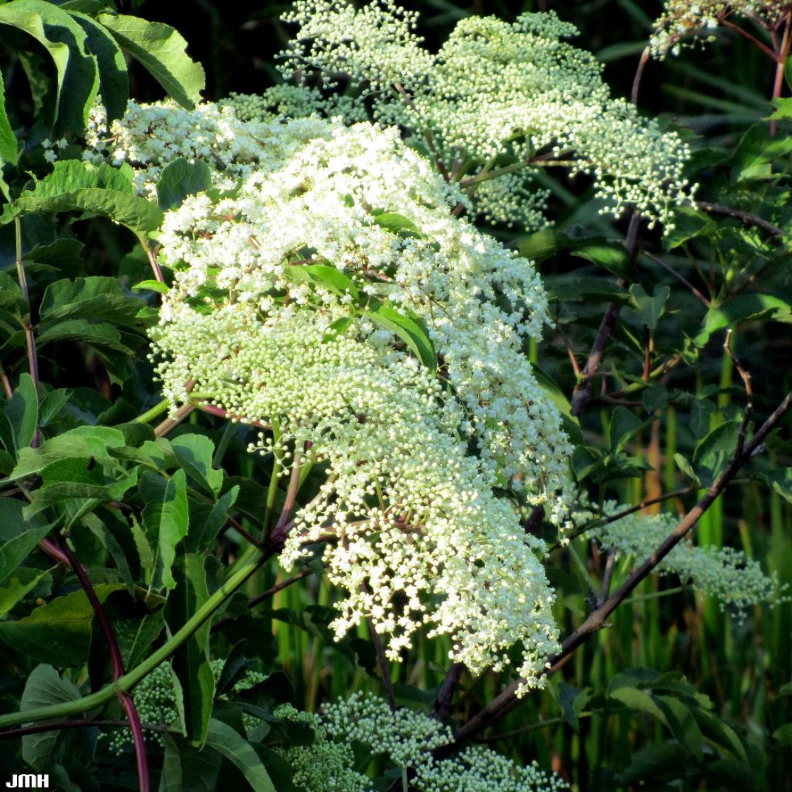 Sambucus canadensis (common elderberry), inflorescence