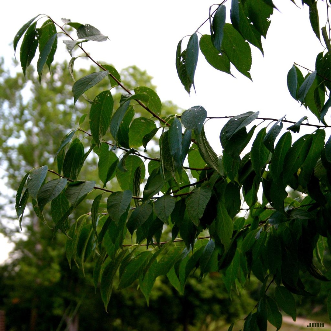 Prunus maackii Rupr. (Amur cherry), leaves