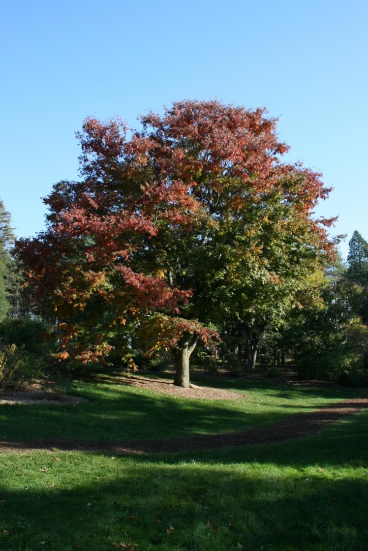Zelkova serrata (Japanese Zelkova), habit, fall