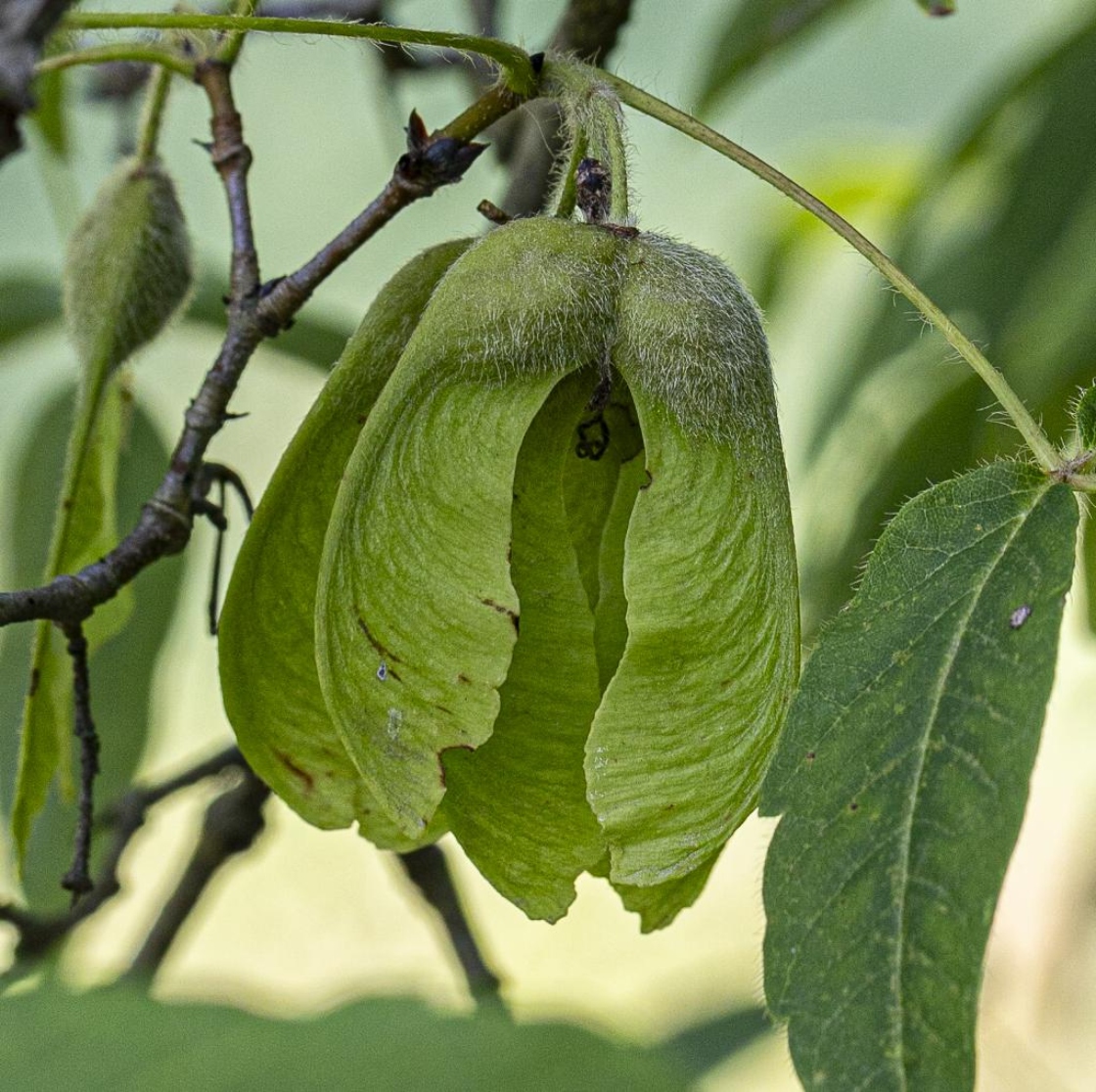 Acer triflorum Komar. (three-flowered maple), close-up of immature fruit