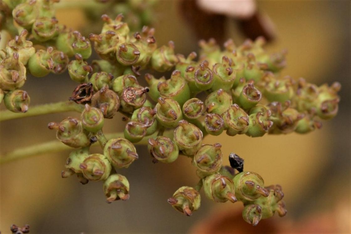Hydrangea petiolaris (Climbing Hydrangea), fruit, mature